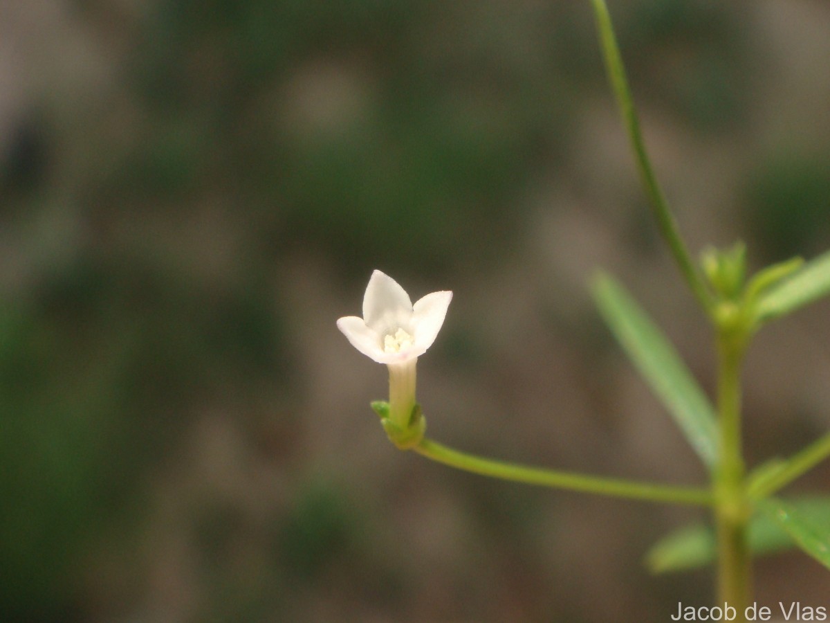 Oldenlandia herbacea (L.) Roxb.